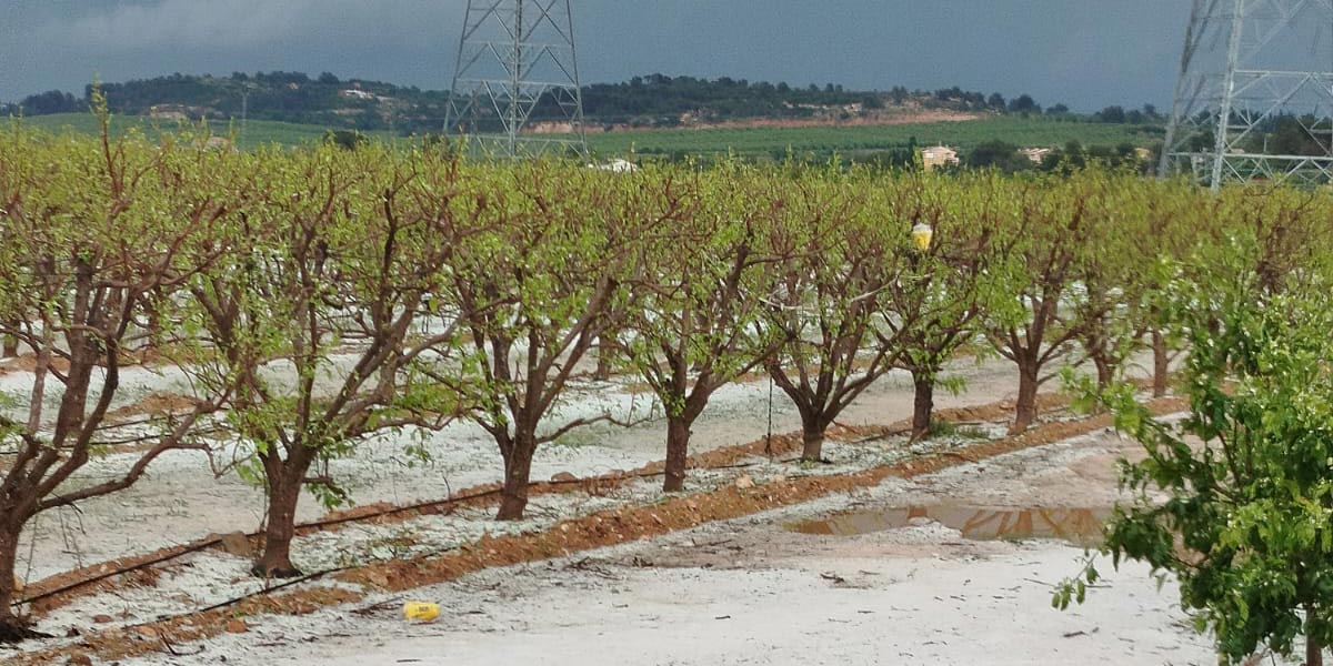 Emergenza grandine in Spagna: danni fino al 100% dei raccolti